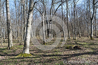 Bright European Hornbeam forest Stock Photo
