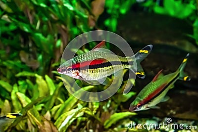 Bright exotic fish Denison barb on a background of green algae Stock Photo