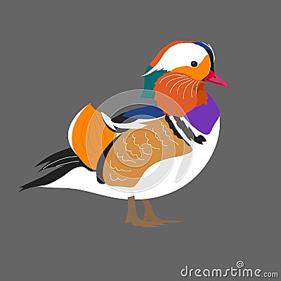 Bright exotic multicolored Mandarin duck in profile Vector Illustration
