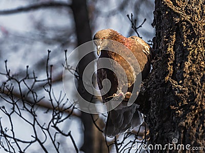 A bright-eyed redhead dove with red rainbow neck sits on a bough of a tree in the park Stock Photo