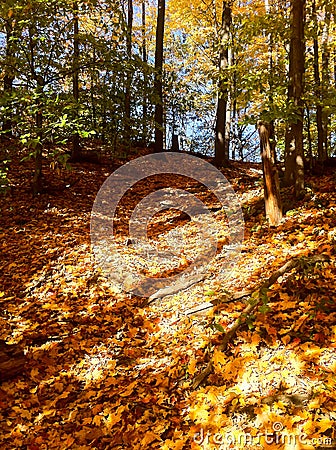 Bright Fall Colours in a Neighbourhood Park Stock Photo