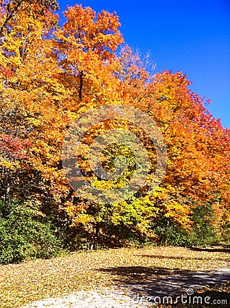 Bright Fall Colours in a Neighbourhood Park Stock Photo