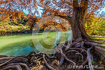 Bright Fall Foliage and Huge Gnarly Roots at Guadalupe State Park, Texas Stock Photo