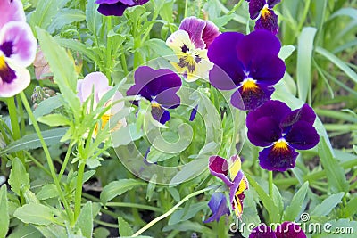 Bright Fashionable Flowers. Stock Photo