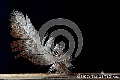 Bright feather, fine patternd on black background, copy space Stock Photo