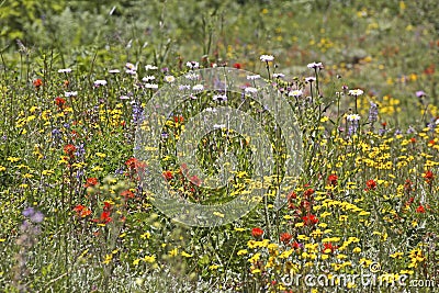 Bright Field of Colorful Summer Wildflowers Stock Photo