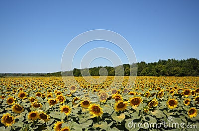 bright field with sunflowers Stock Photo