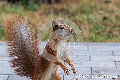 A bright fiery red squirrel with a bushy tail stands on its hind legs in a city park. Stock Photo