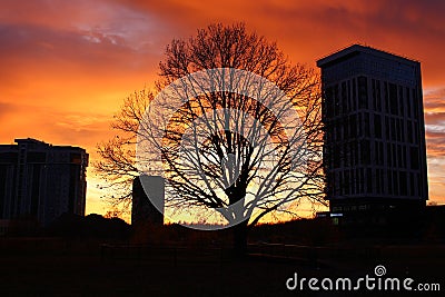 Bright fiery red sunset and silhouettes of a tree Stock Photo