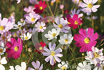 Bright floral decorative background with beautiful flower kosmeya in the garden Stock Photo