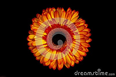 Bright flower On Black Backgroundtulip Stock Photo