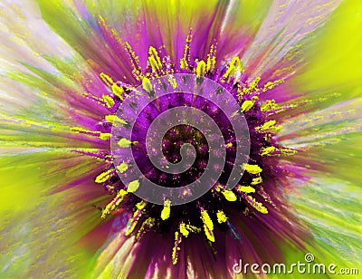 Bright flower on a iridescent blurred background. Macro. Closeup. Furry violet-yellow center. Pistils sticking out like needles. Stock Photo