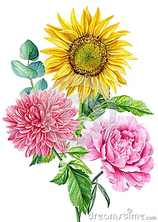 Bright flower on a white background, watercolor hand drawing. Peony, sunflower, eucalyptus and dahlia Cartoon Illustration