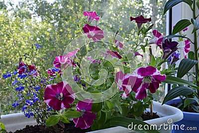 Bright flowering petunias grow in container in small urban garden Stock Photo