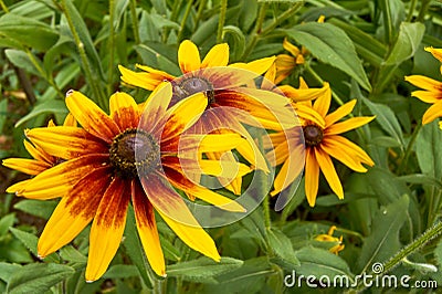 Bright flowers of rudbeckia in summer garden. Bright natural background Stock Photo