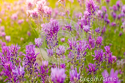 Bright flowers in the sun Stock Photo