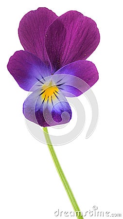 Bright flowers of violets isolated Stock Photo