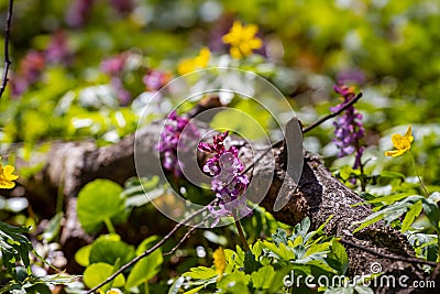 Bright, fresh and delicate blossom of fumewort, possibly Corydalis solida in direct sunlight, forest meadow Stock Photo