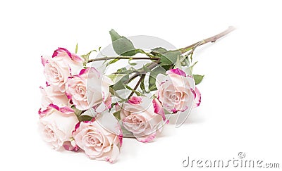 Bright fuchsia bush roses soft against white background Stock Photo