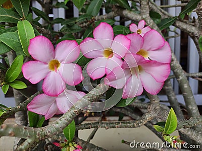 Bright Fuchsia pink frangipani flowers Stock Photo