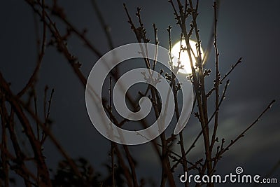 Bright full moon behind some tree branches Stock Photo