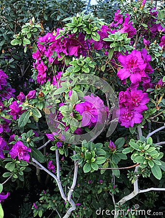 Bright fuschia colored azalea Stock Photo