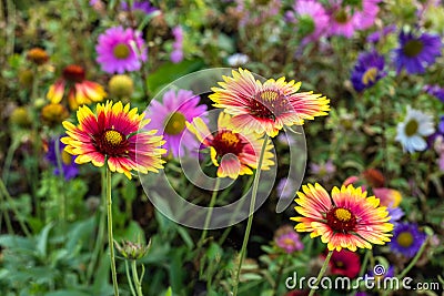 Bright gaillardia flowers in the summer garden Stock Photo