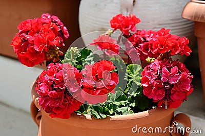 Bright geranium Stock Photo
