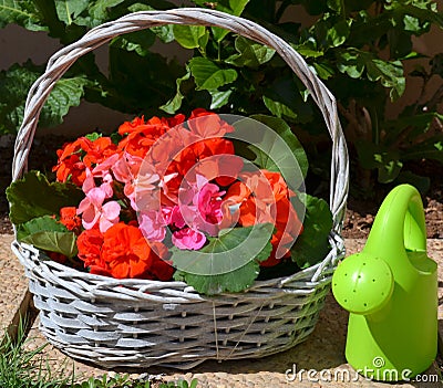 Bright geranium flowers in a basket. Stock Photo