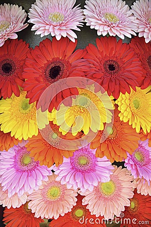 Bright gerbera flowers, yellow, pink, red, orange, delicate on a black background.bright colored background lined with heads of Stock Photo