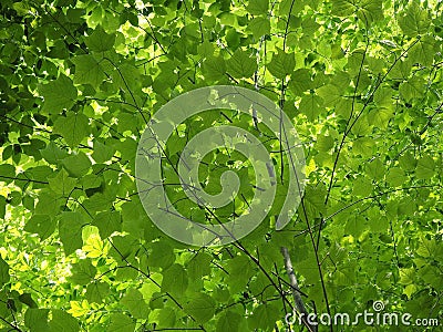 Bright Glowing Green Leaves Background Stock Photo