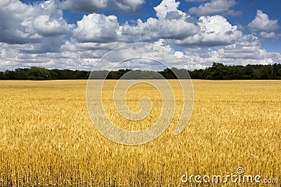 Bright Golden Yellow Wheat Field Under Deep Blue S Stock Photo