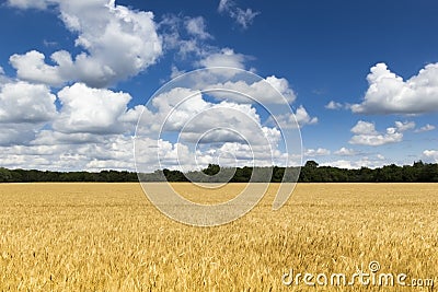 Bright Golden Yellow Wheat Field Under Deep Blue S Stock Photo