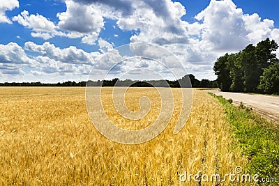 Bright Golden Yellow Wheat Field Under Deep Blue S Stock Photo