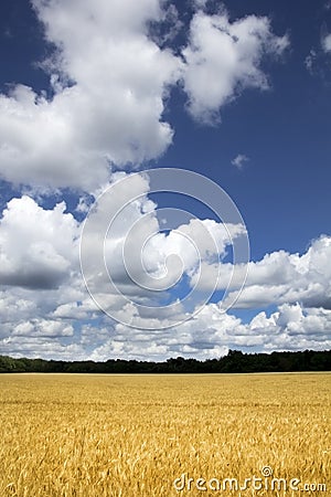 Bright Golden Yellow Wheat Field Under Deep Blue S Stock Photo