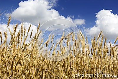 Bright Golden Yellow Wheat Stalks Under Deep Blue Stock Photo