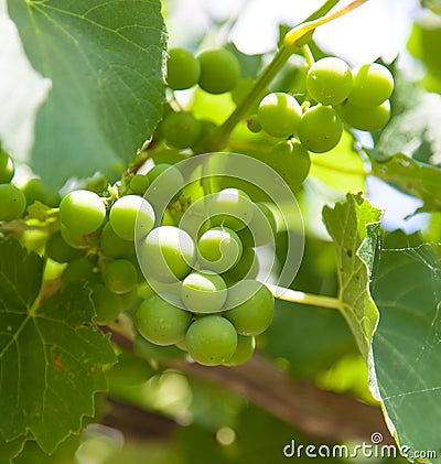 Bright grapes closeup on nature Stock Photo