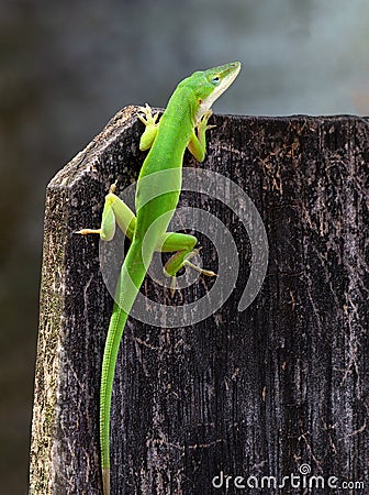 Bright Green Anole at Top of Fence Stock Photo