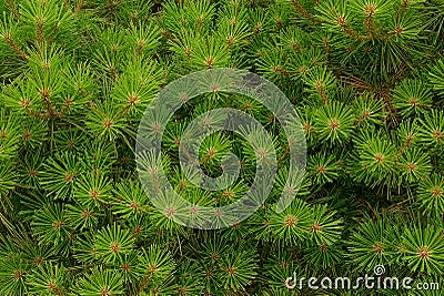 Bright green background from the decorative coniferous lops of tree Stock Photo