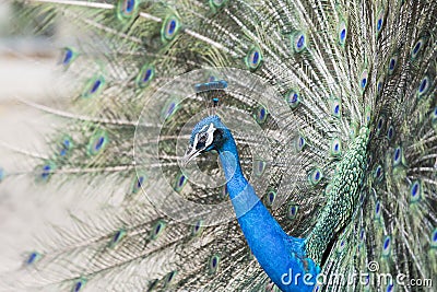 The bright green birds, mosquitoes Stock Photo