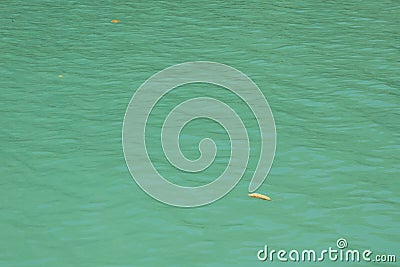 Bright green blue surface of ocean with single floating leaf Stock Photo