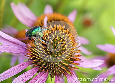 Bright green Chapfer on a flower of Echinacea Stock Photo