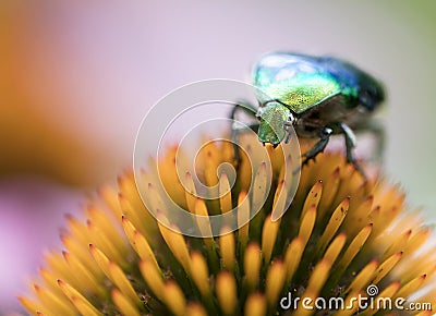 Bright green Chapfer on a flower of Echinacea Stock Photo