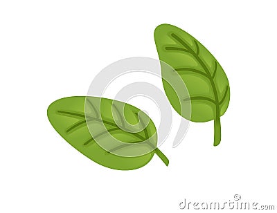 Bright green colored oregano leaves spice vegetable fresh healthy food vector illustration isolated on white background Vector Illustration