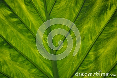 Bright green exotic leaf texture Stock Photo