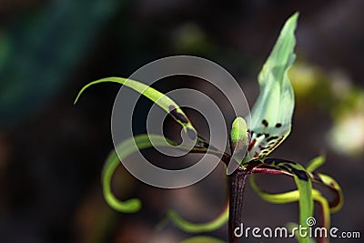 Bright green flower of Spider Orchid Brassia Stock Photo