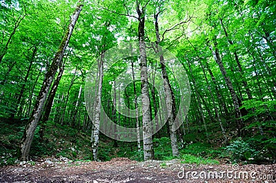 Bright green forest Stock Photo