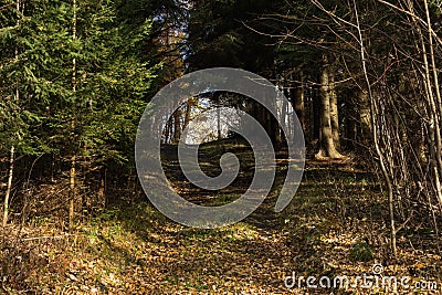 Bright green forest natural walkway in sunny day light. Sunshine forest trees. Sun through vivid green forest. Peaceful forest