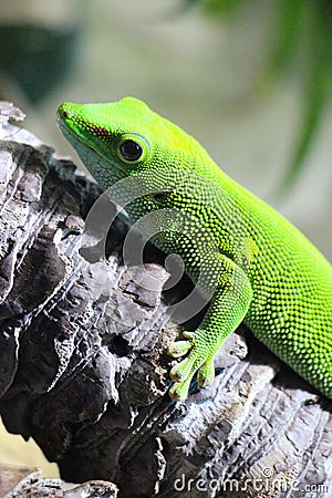 Green gecko sitting on a branch in a zoo enclosure Stock Photo
