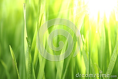 Bright green grass Stock Photo